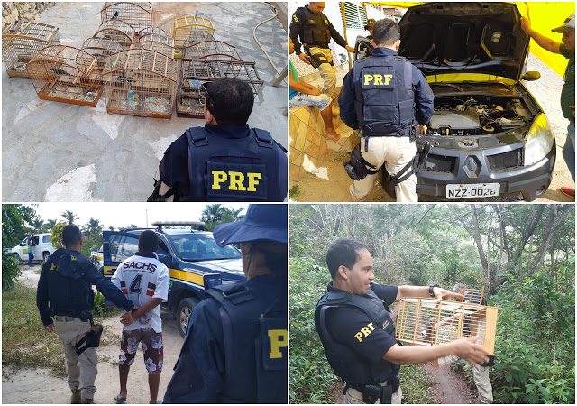  Fiscalização coordenada pelo MP-BA e CBHSF em Jaguarari e mais 9 cidades finaliza com mais de 800 animais silvestres resgatados e aproximadamente 200.000 reais em multas relacionadas aos crimes contra a fauna